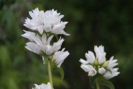 Campanula glomerata 'Alba' bestellen